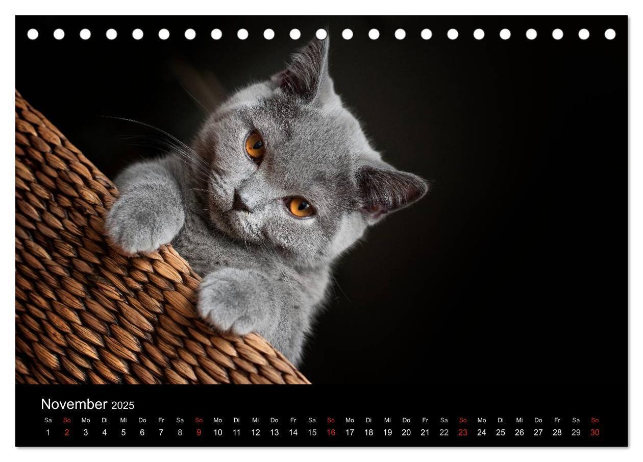 Bild: 9783435762170 | Bärige Schmusetiger - Britisch Kurzhaar (Tischkalender 2025 DIN A5...