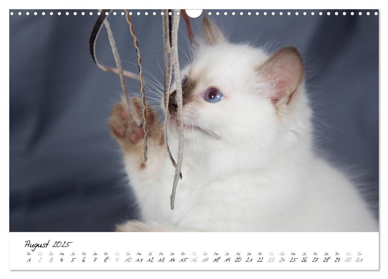 Bild: 9783435756094 | Ragdoll Kitten (Wandkalender 2025 DIN A3 quer), CALVENDO...