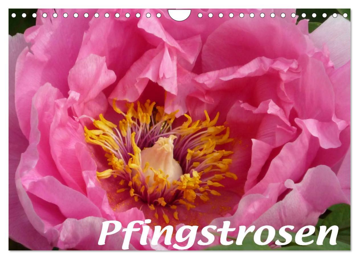 Cover: 9783435819942 | Pfingstrosen (Wandkalender 2025 DIN A4 quer), CALVENDO Monatskalender