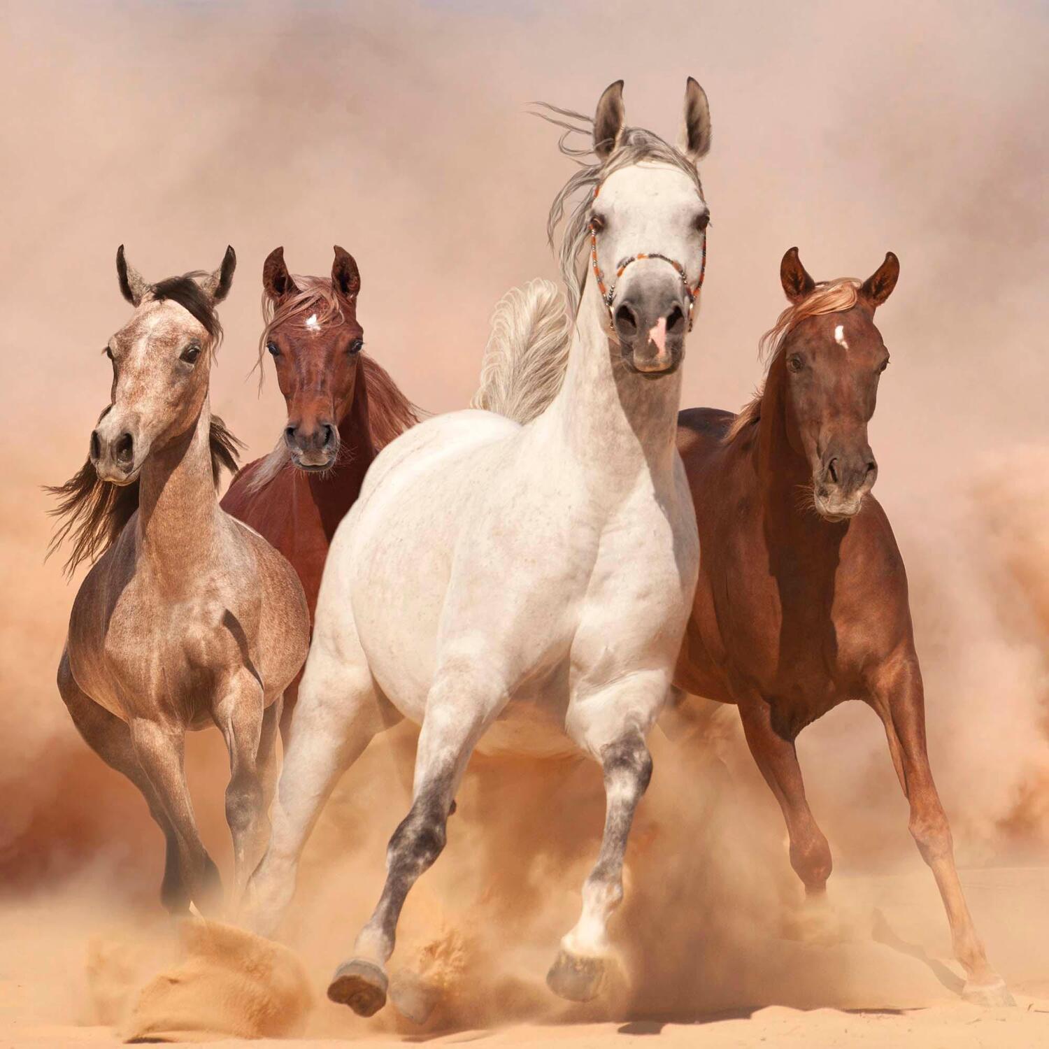 Bild: 9783959294027 | Magic Horses 2025 | Kalender 2025 | Kalender | Wonderful World | 28 S.