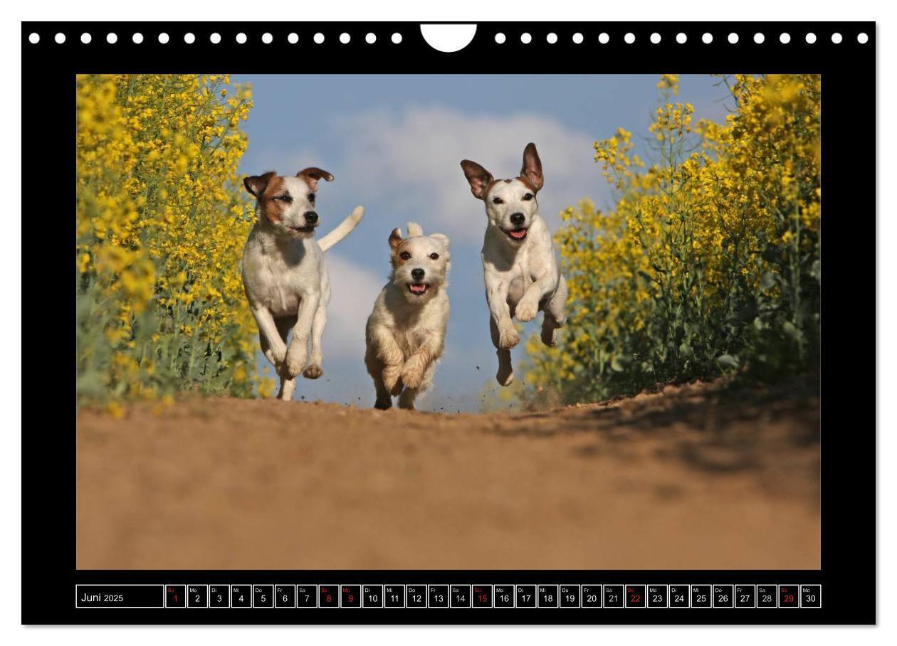 Bild: 9783435758555 | Parson Russell Terrier (Wandkalender 2025 DIN A4 quer), CALVENDO...