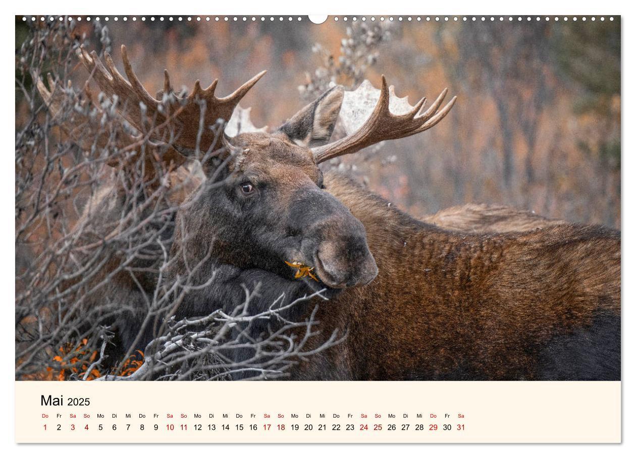 Bild: 9783435128129 | Der Elch - König des Nordens (hochwertiger Premium Wandkalender...