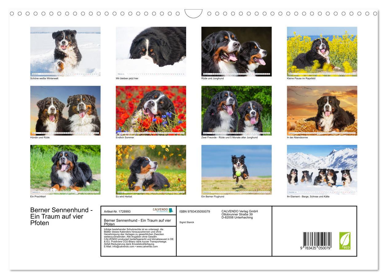 Bild: 9783435050079 | Berner Sennenhund - Ein Traum auf vier Pfoten (Wandkalender 2025...