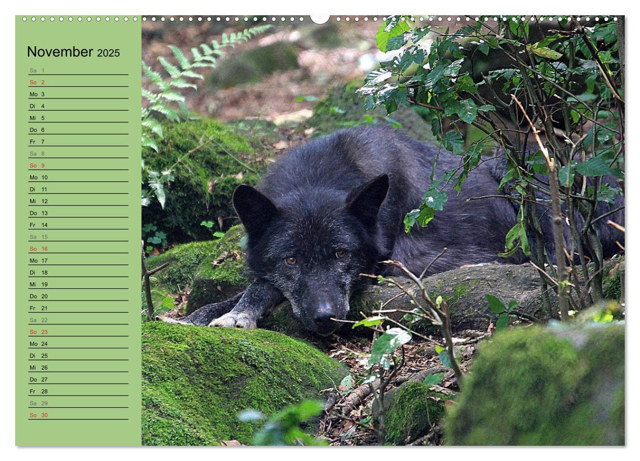 Bild: 9783435471409 | Im Rudel Zuhause - Der Wolf (hochwertiger Premium Wandkalender 2025...