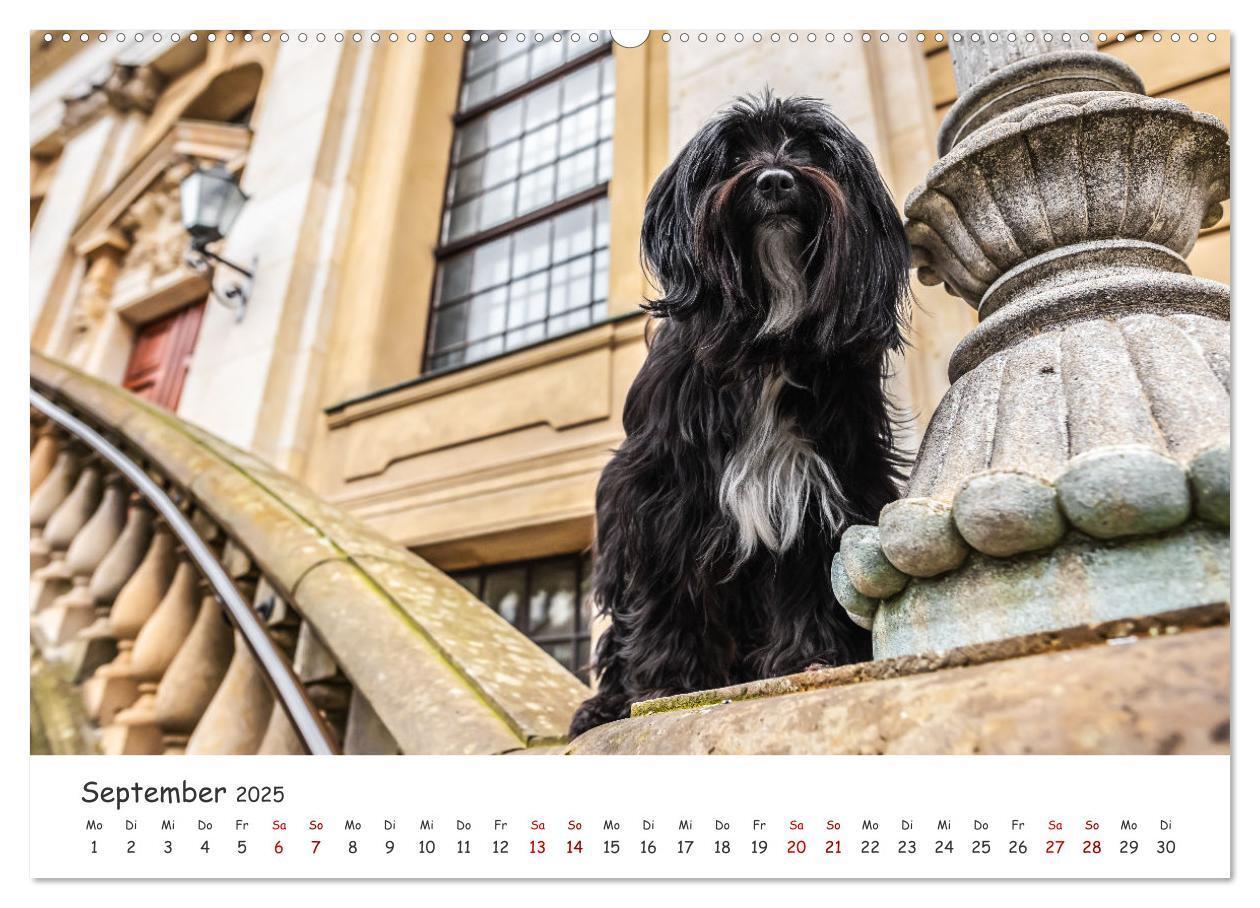 Bild: 9783457183557 | Berlin City Dogs - Berliner Hunde (Wandkalender 2025 DIN A2 quer),...