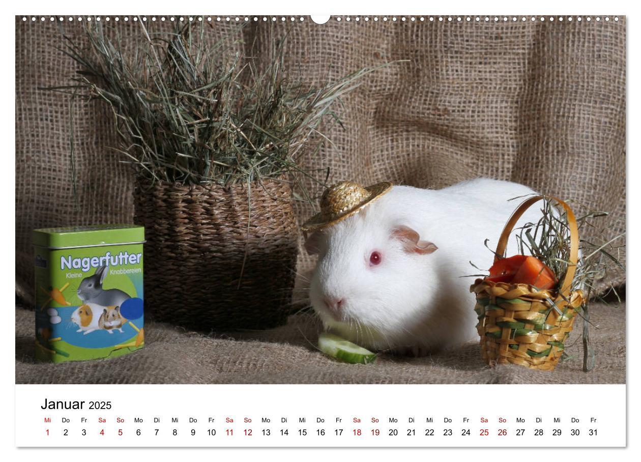 Bild: 9783435447978 | Unsere Meerschweinchen (Wandkalender 2025 DIN A2 quer), CALVENDO...