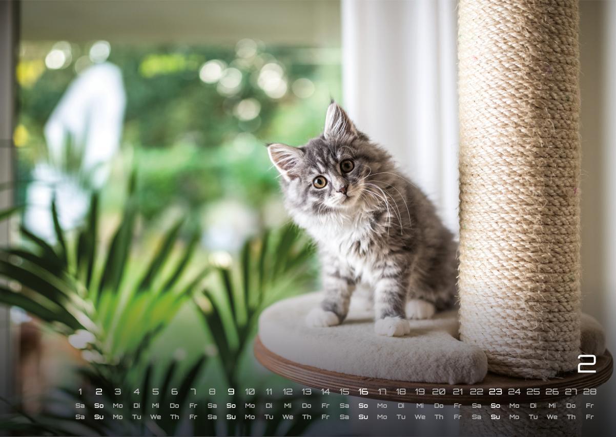 Bild: 9783986733889 | Miau Kids - kleine Tiger ganz groß - Der Katzenkalender - 2025 -...