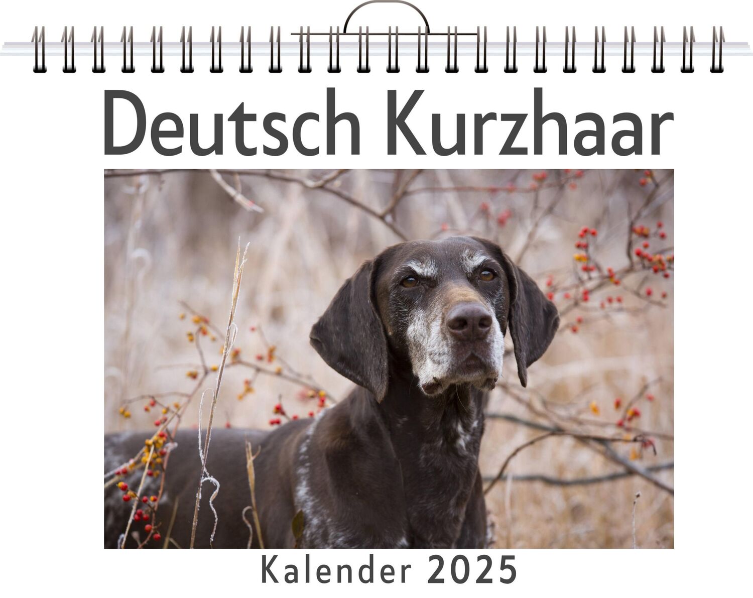 Cover: 9783759132758 | Deutsch Kurzhaar | Elias Krüger | Kalender | Kalender | 14 S.