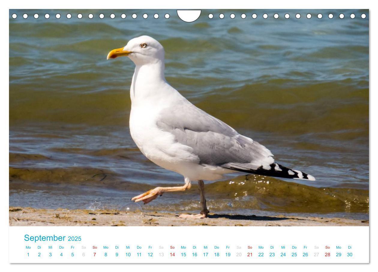 Bild: 9783435796151 | Der Darß Kalender (Wandkalender 2025 DIN A4 quer), CALVENDO...