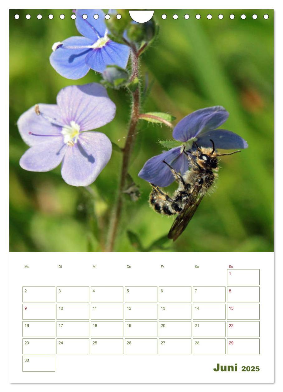 Bild: 9783457002001 | Wildbienen-Terminplaner 2025 (Wandkalender 2025 DIN A4 hoch),...