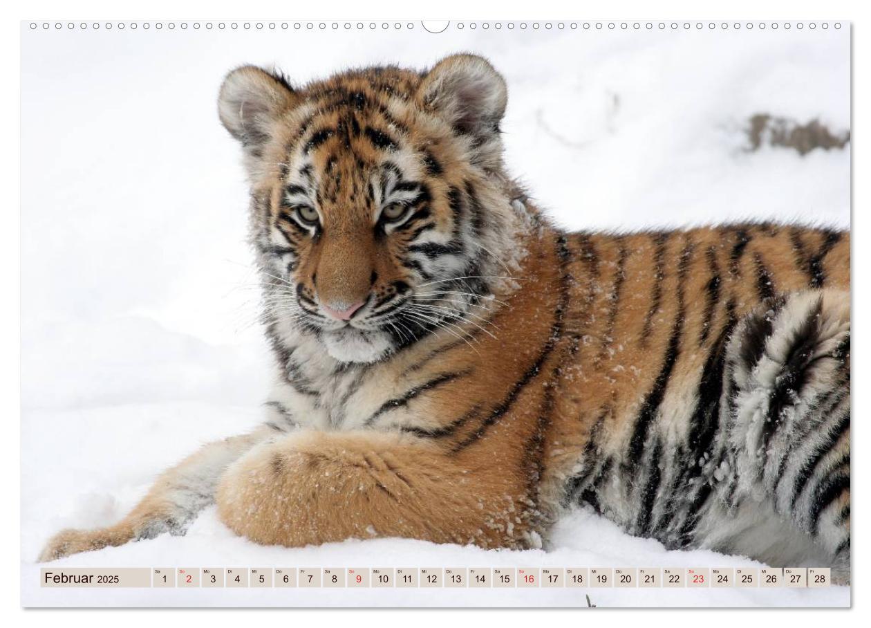 Bild: 9783435738168 | Tiger. Gestreift, wild u. schön (Wandkalender 2025 DIN A2 quer),...