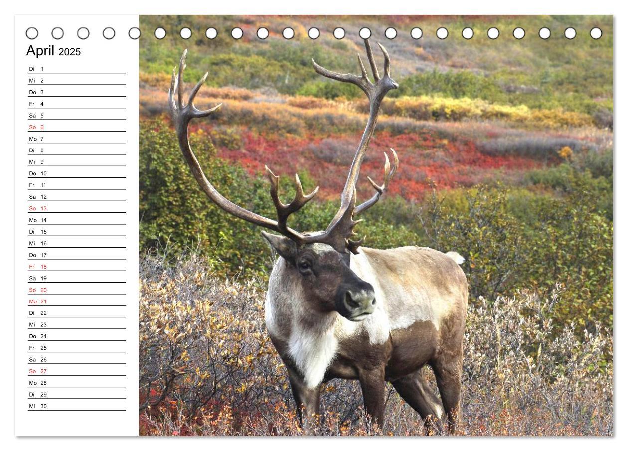 Bild: 9783435538058 | Alaska und Kanada (Tischkalender 2025 DIN A5 quer), CALVENDO...