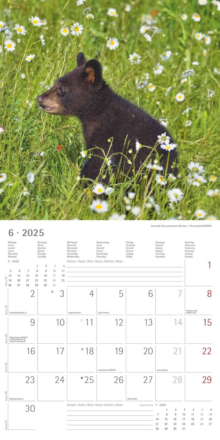 Bild: 4251732340773 | Tierbabys 2025 - Broschürenkalender 30x30 cm (30x60 geöffnet) -...