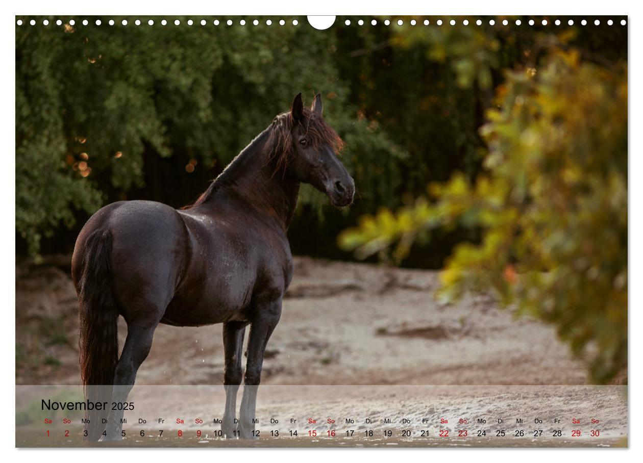 Bild: 9783435289325 | Pferdezauber 2025 (Wandkalender 2025 DIN A3 quer), CALVENDO...