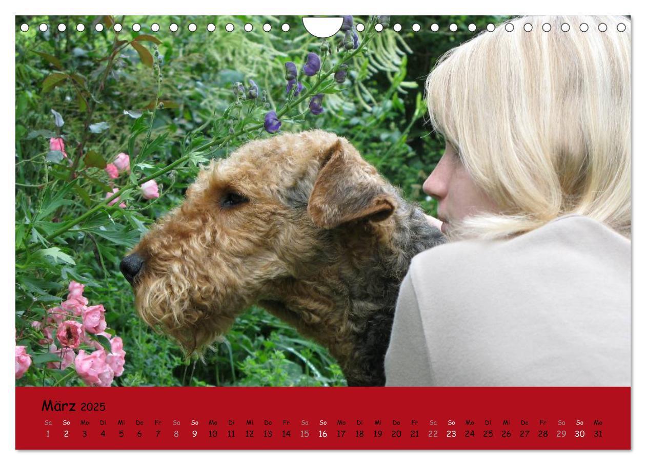 Bild: 9783435666003 | Airedale Terrier (Wandkalender 2025 DIN A4 quer), CALVENDO...