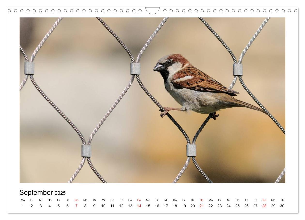 Bild: 9783435474677 | Heimische Gartenvögel - Gefiederte Freunde (Wandkalender 2025 DIN...