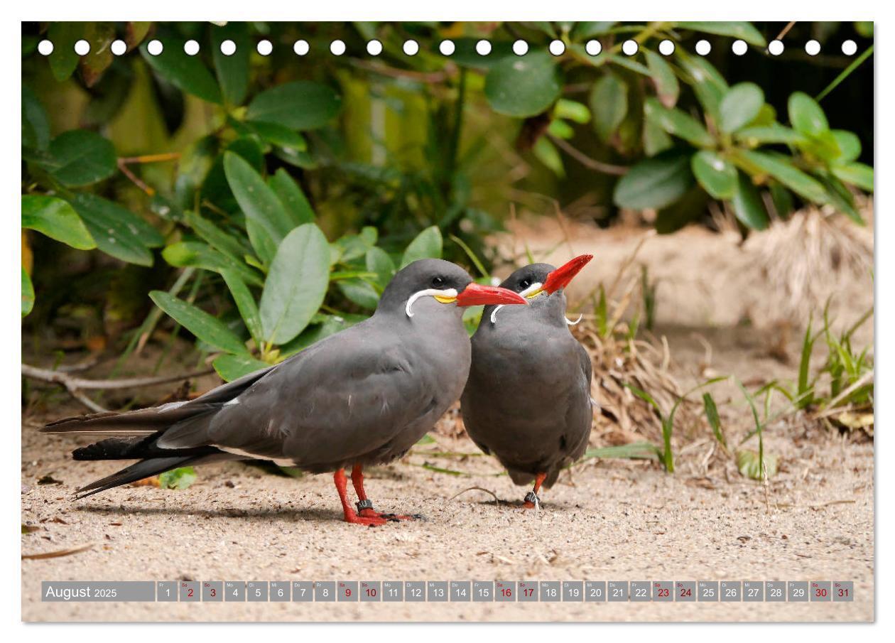 Bild: 9783435361144 | Weltvogelpark Walsrode - Die Vielfalt der Vogelarten (Tischkalender...