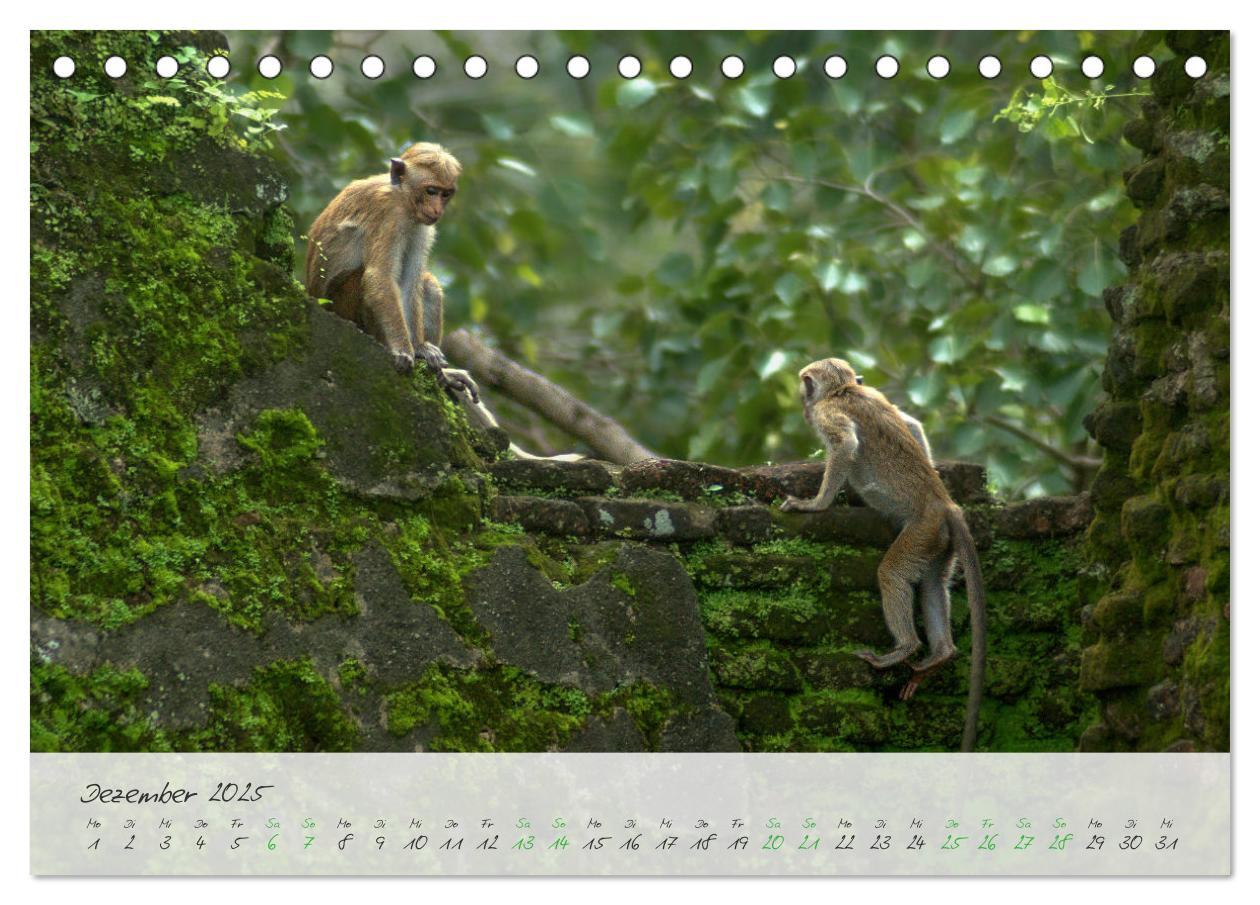 Bild: 9783457230794 | Verliebt in Sri Lanka (Tischkalender 2025 DIN A5 quer), CALVENDO...