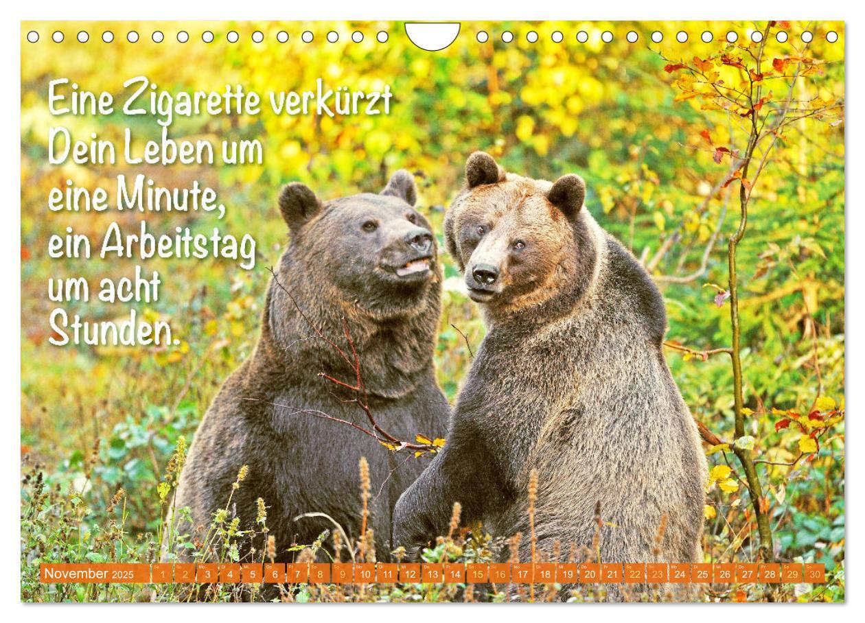 Bild: 9783383853494 | Spaß mit Bären: Edition lustige Tiere (Wandkalender 2025 DIN A4...