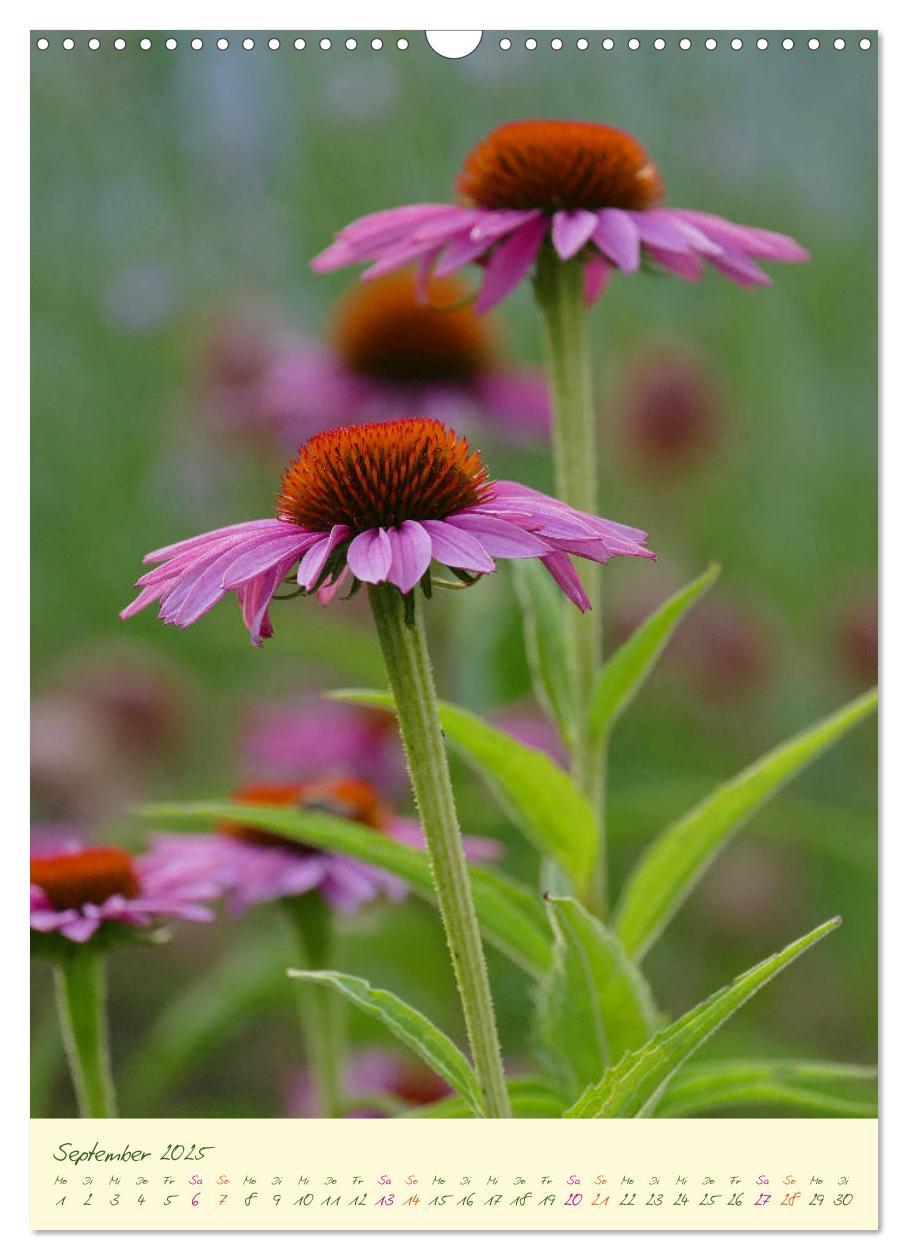 Bild: 9783435936564 | Blütenzauber im Garten (Wandkalender 2025 DIN A3 hoch), CALVENDO...