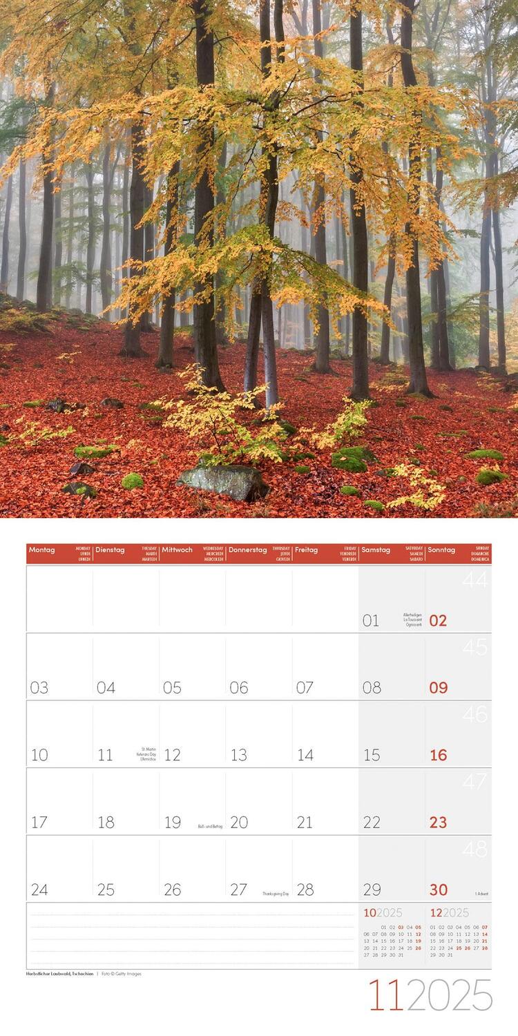 Bild: 9783838445120 | Bäume Kalender 2025 - 30x30 | Ackermann Kunstverlag | Kalender | 28 S.