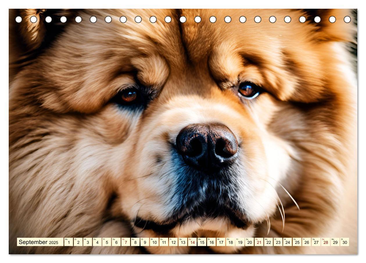 Bild: 9783457036945 | Chow Chow - der Löwenkopfhund (Tischkalender 2025 DIN A5 quer),...