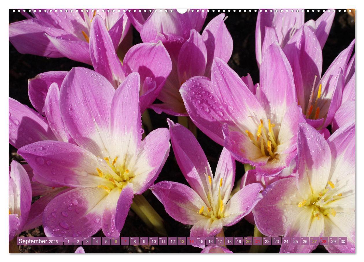 Bild: 9783383761010 | Blütenwunder - Mit Blumen durchs ganze Gartenjahr (Wandkalender...