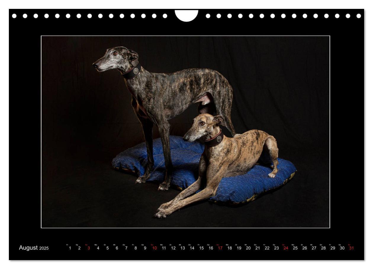 Bild: 9783435177707 | Windhunde - Schnelle Schönheiten (Wandkalender 2025 DIN A4 quer),...