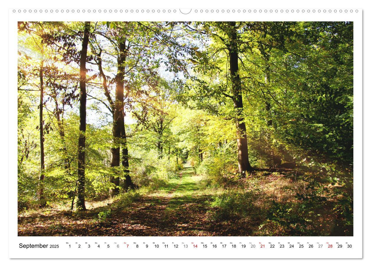 Bild: 9783435079957 | Mein Sehnsuchtsort, der heimische Wald (Wandkalender 2025 DIN A2...