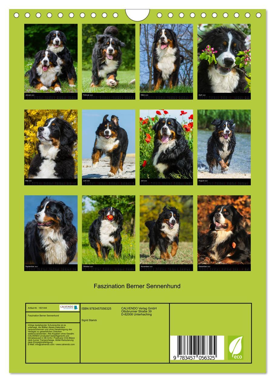 Bild: 9783457056325 | Faszination Berner Sennenhund (Wandkalender 2025 DIN A4 hoch),...