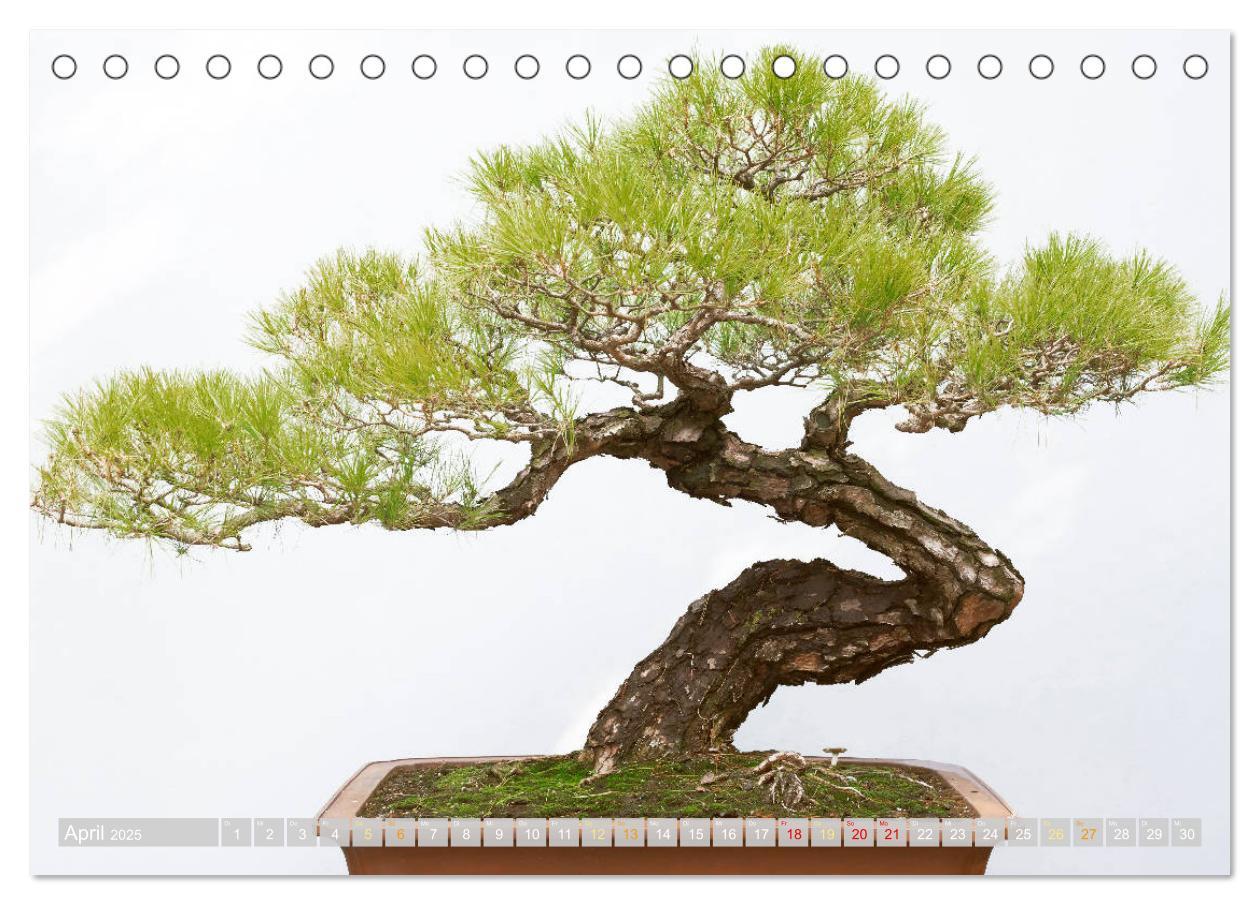 Bild: 9783457198148 | Gartenkunst aus Japan: Bonsai (Tischkalender 2025 DIN A5 quer),...