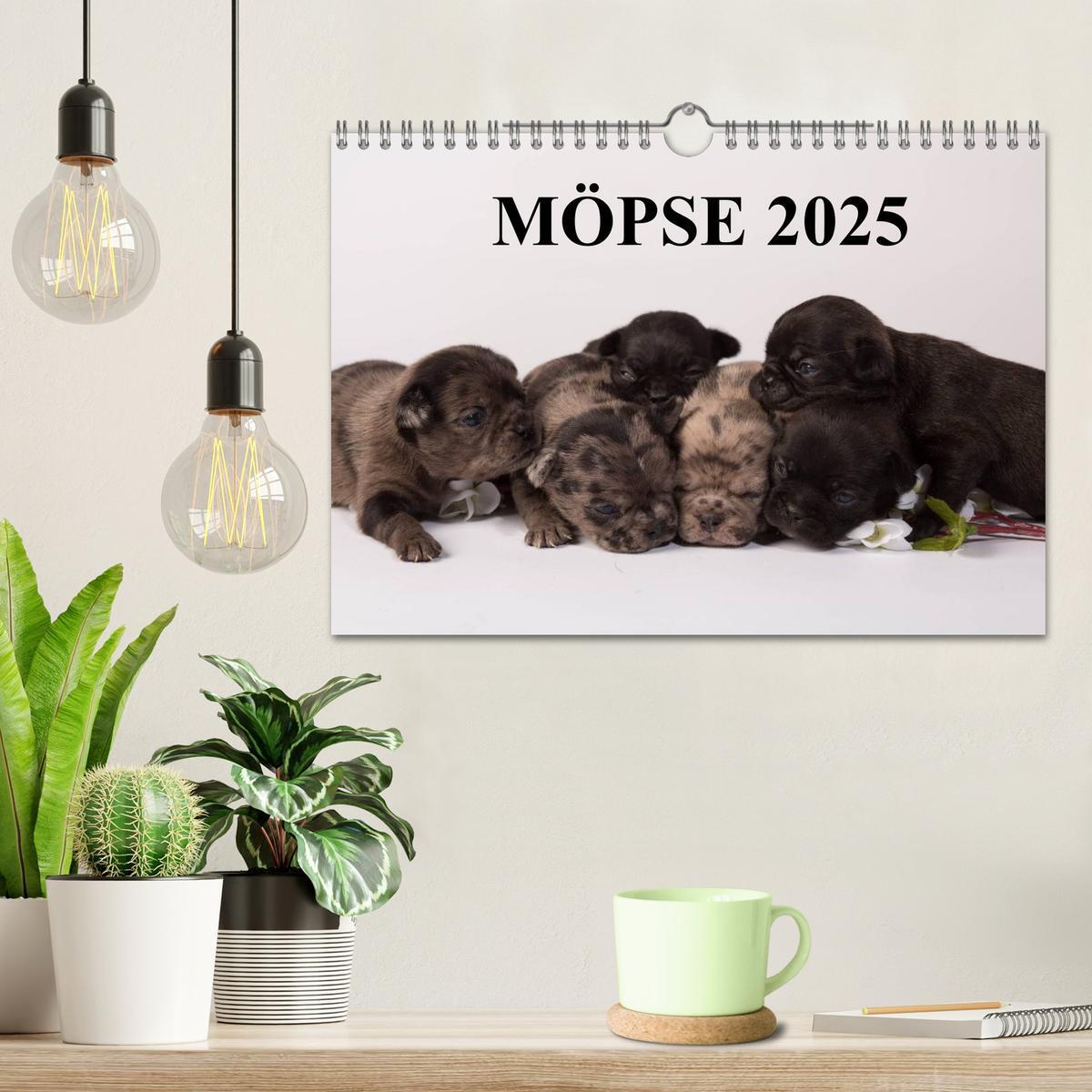 Bild: 9783435713837 | Möpse 2025 (Wandkalender 2025 DIN A4 quer), CALVENDO Monatskalender