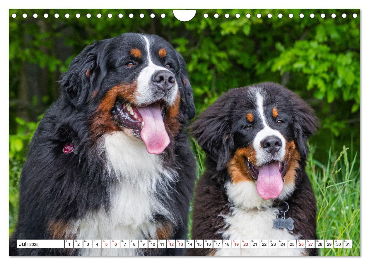 Bild: 9783383925252 | Berner Sennenhund - Eine Liebe für´s Leben (Wandkalender 2025 DIN...