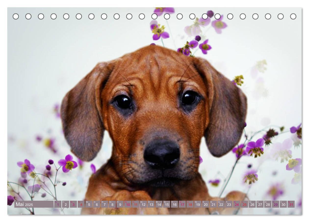 Bild: 9783435261123 | Rhodesian Ridgeback Augen-Blicke (Tischkalender 2025 DIN A5 quer),...