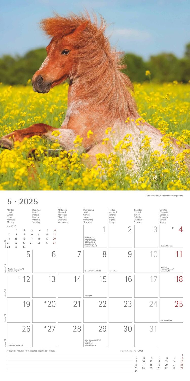 Bild: 4251732343040 | Ponys 2025 - Broschürenkalender 30x30 cm (30x60 geöffnet) -...