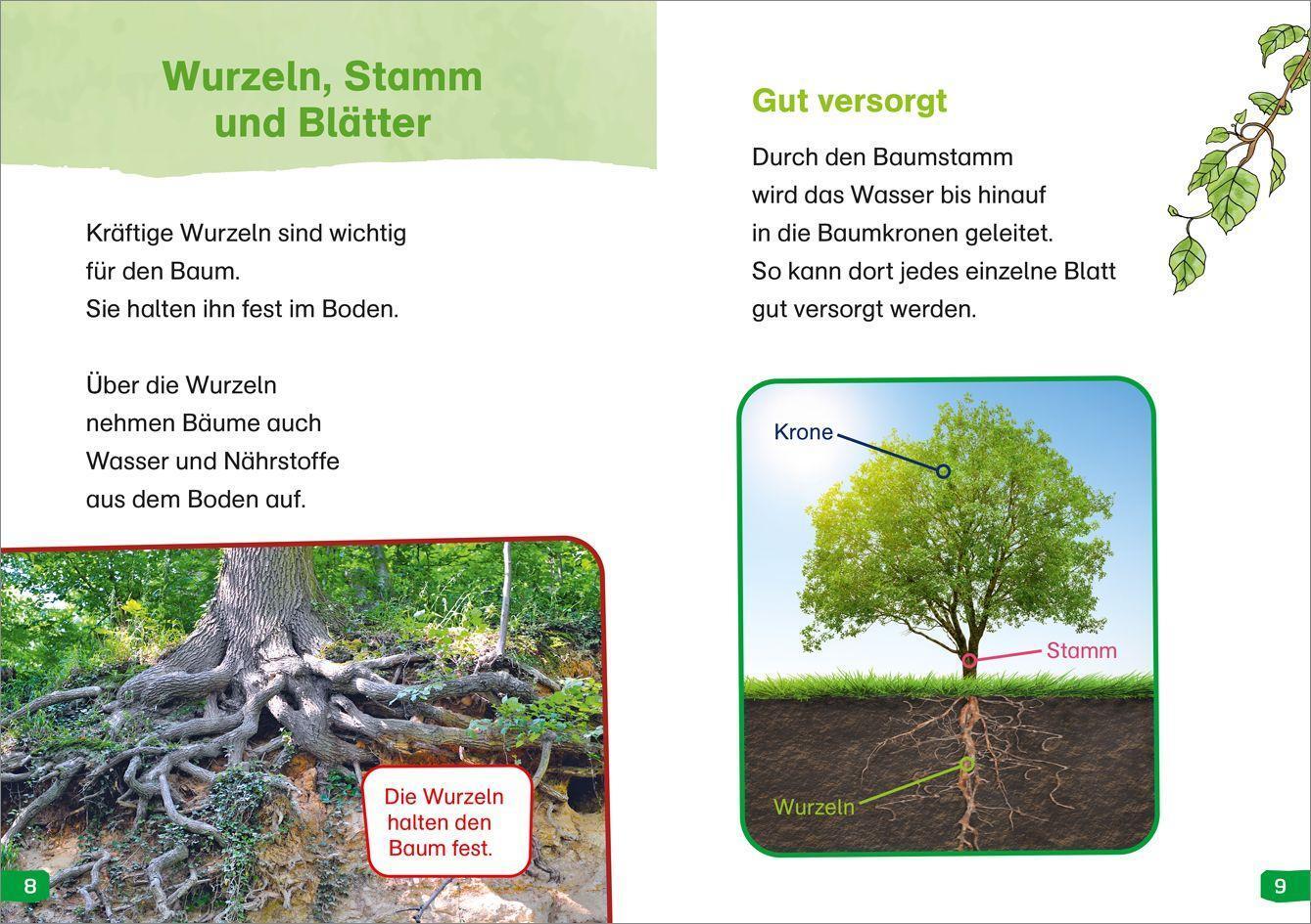 Bild: 9783788677190 | WAS IST WAS Erstes Lesen easy! Band 1. Entdecke die Bäume | Buch