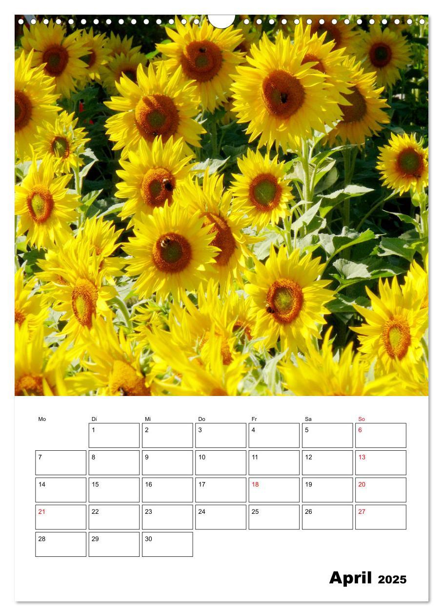 Bild: 9783435970483 | Leuchtende Sonnenblumen (Wandkalender 2025 DIN A3 hoch), CALVENDO...