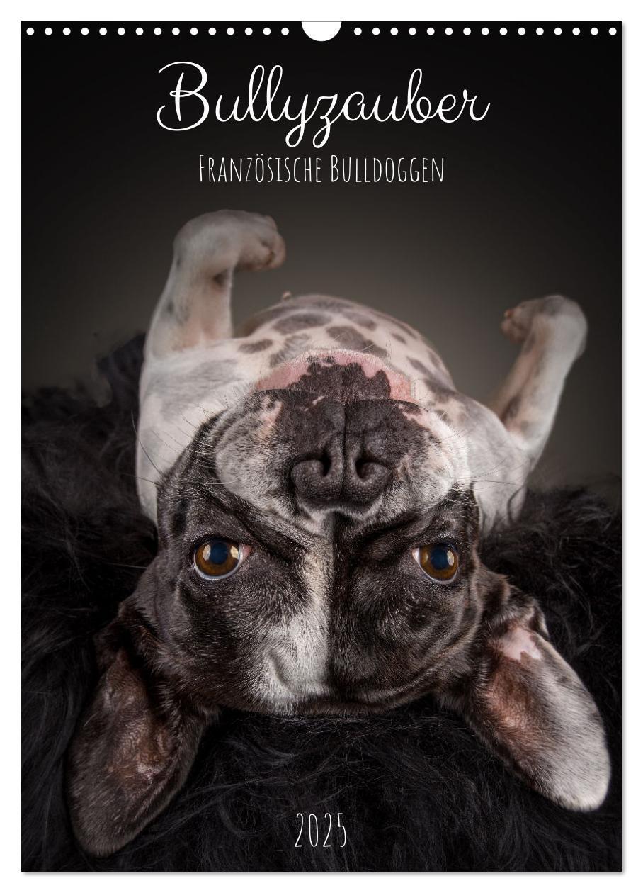 Cover: 9783435917006 | Bullyzauber - Französische Bulldoggen (Wandkalender 2025 DIN A3...