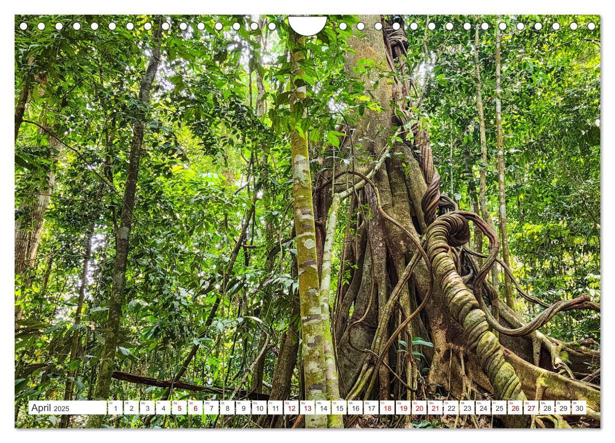 Bild: 9783457151006 | Gunung Leuser Nationalpark Sumatra (Wandkalender 2025 DIN A4 quer),...