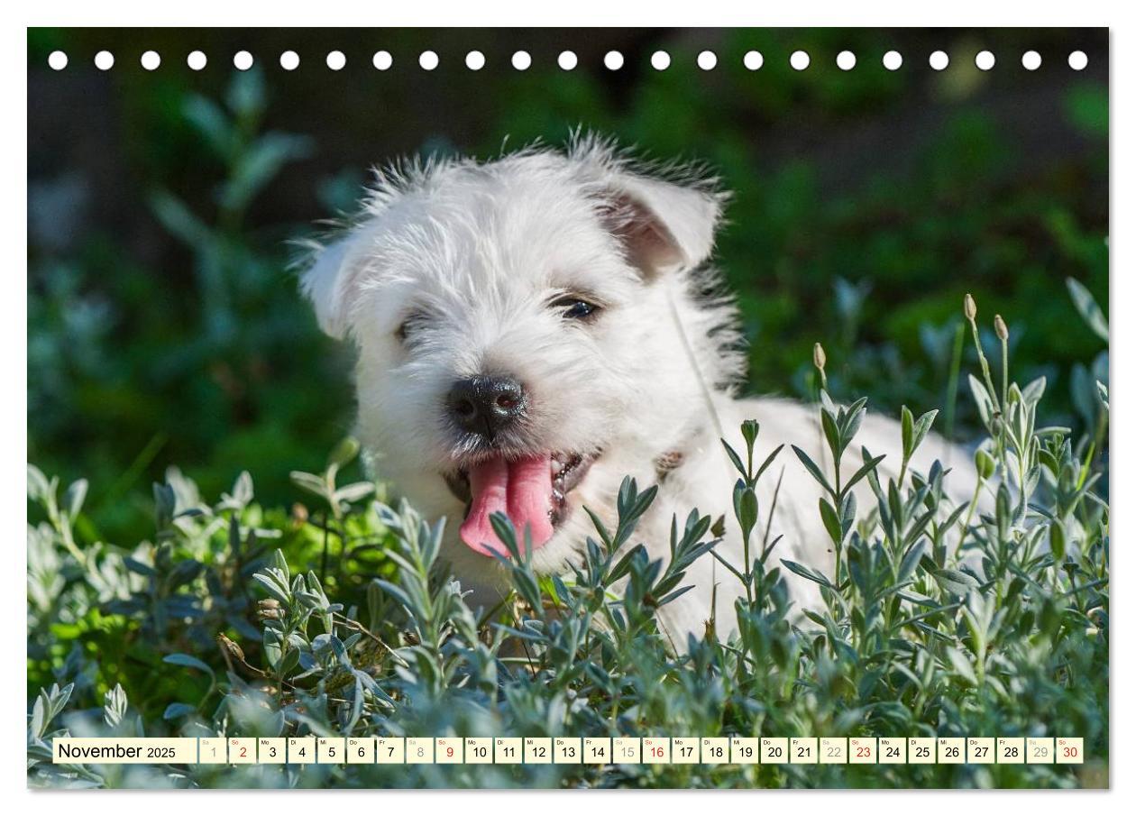 Bild: 9783435461714 | Kobold auf 4 Pfoten - West Highland White Terrier (Tischkalender...