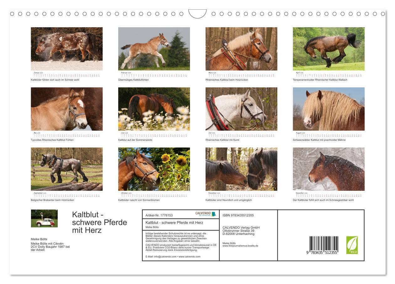 Bild: 9783435512355 | Kaltblut - schwere Pferde mit Herz (Wandkalender 2025 DIN A3 quer),...