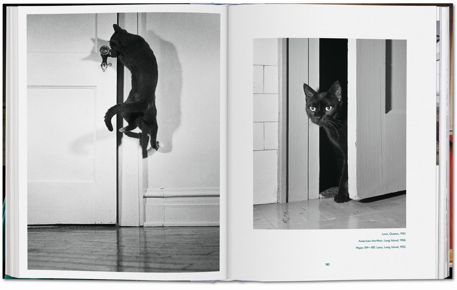 Bild: 9783836573856 | Walter Chandoha. Cats. Photographs 1942-2018 | Susan Michals | Buch