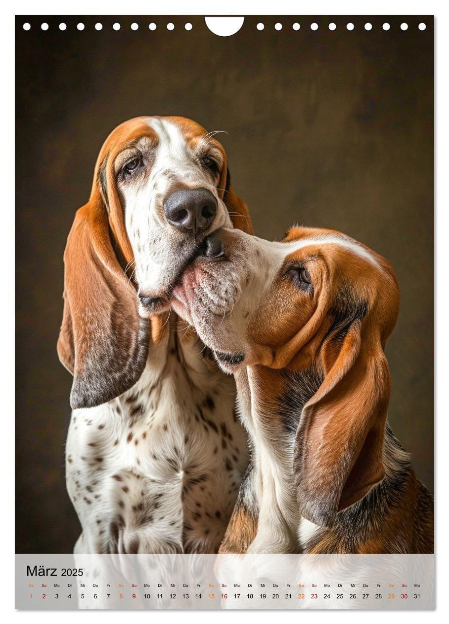 Bild: 9783383779855 | Basset Hound - freundlich und anhänglich (Wandkalender 2025 DIN A4...