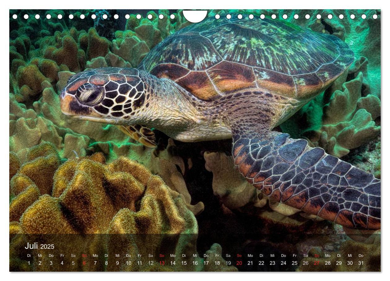 Bild: 9783435597680 | Schildkröten des Ozeans (Wandkalender 2025 DIN A4 quer), CALVENDO...