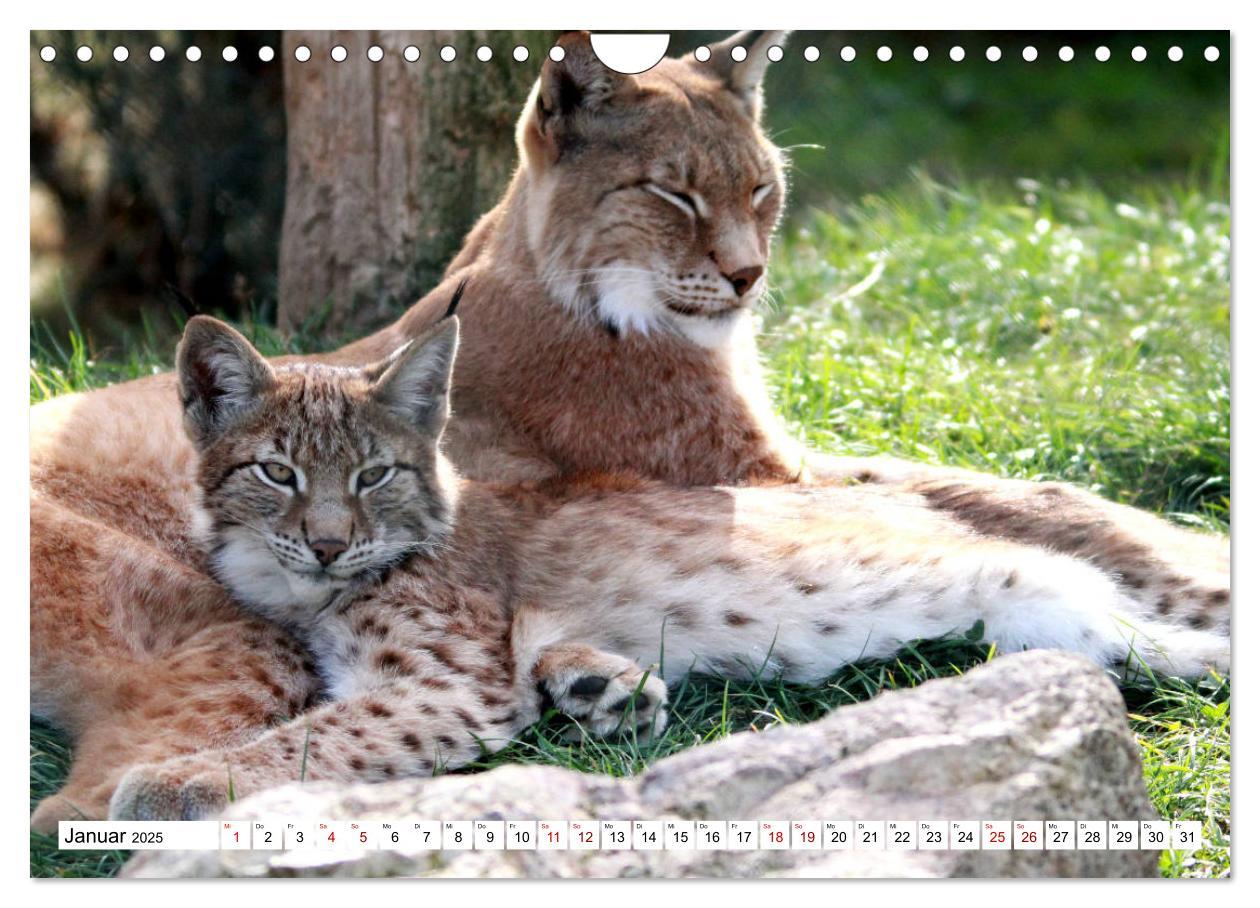 Bild: 9783435420773 | Familie Luchs - Die Jäger mit dem Pinselohr (Wandkalender 2025 DIN...