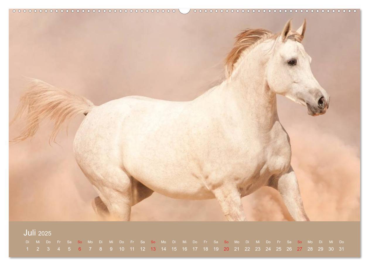 Bild: 9783435677948 | Pferde ¿ Araber im Wüstensand (hochwertiger Premium Wandkalender...