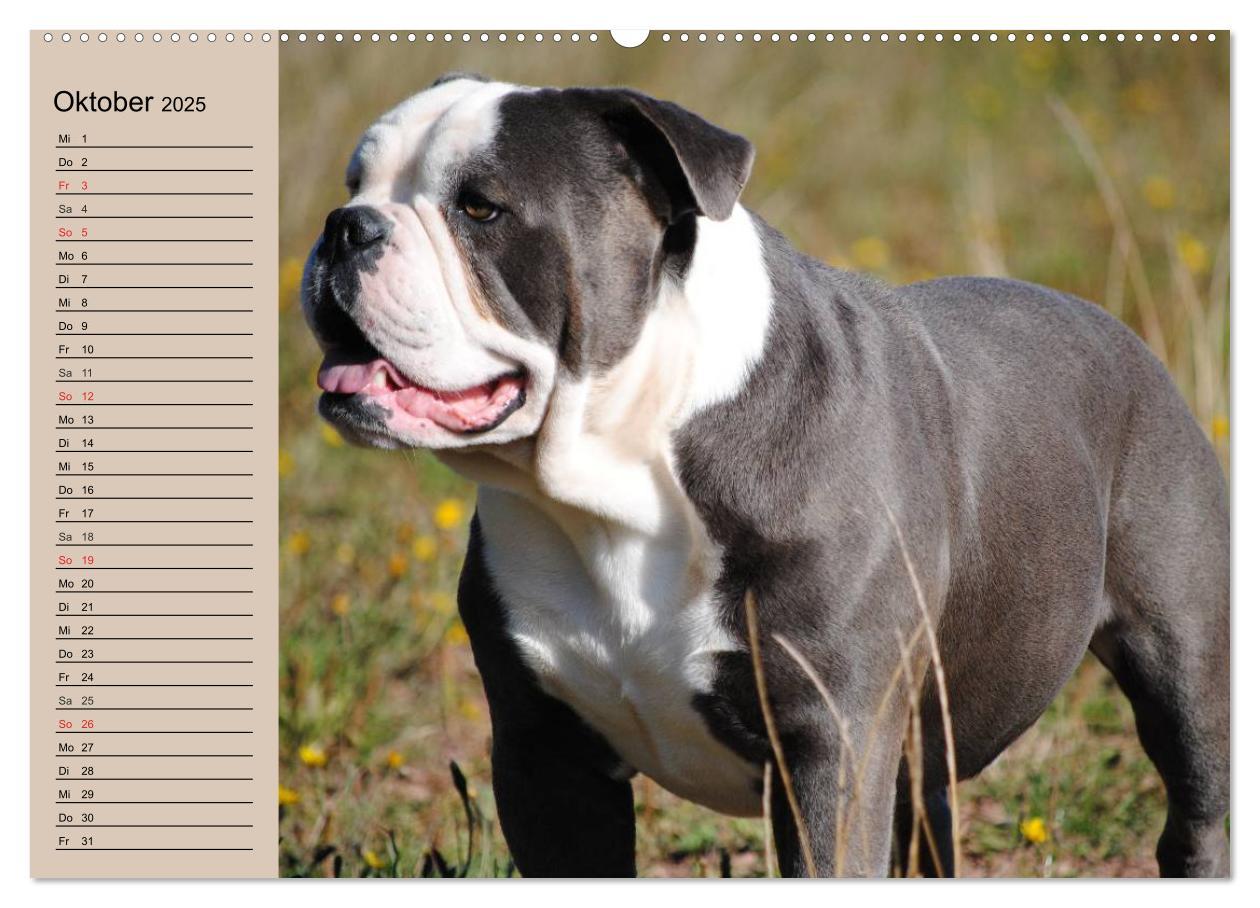 Bild: 9783435530861 | Faszination Bulldogge (hochwertiger Premium Wandkalender 2025 DIN...