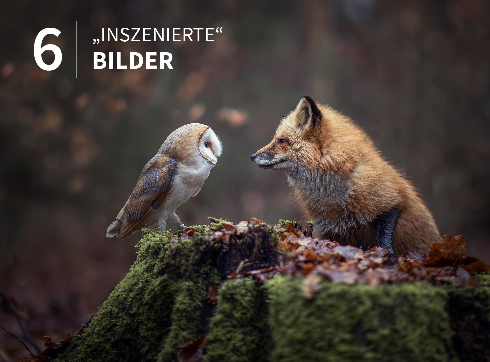 Bild: 9783832804220 | Tierische Momente fotografieren | Brandt Tanja | Buch | 328 S. | 2020