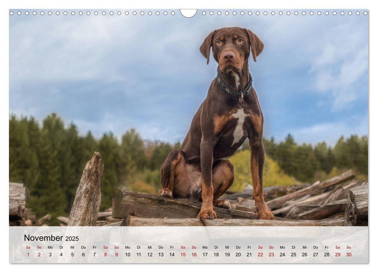 Bild: 9783435180684 | Lousiana Catahoula Leopard (Wandkalender 2025 DIN A3 quer),...