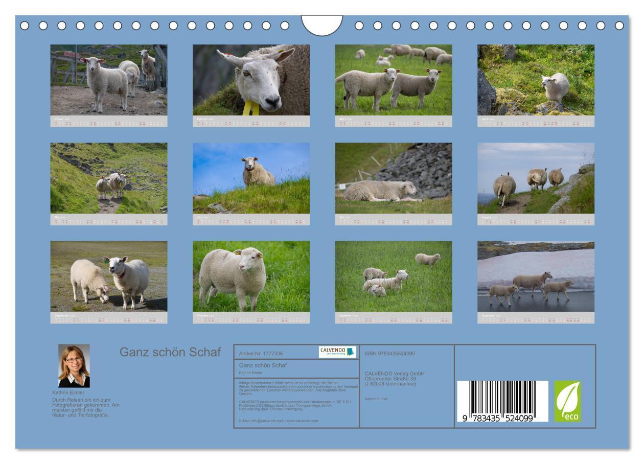 Bild: 9783435524099 | Ganz schön Schaf (Wandkalender 2025 DIN A4 quer), CALVENDO...